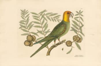 Catesby Pl. 11, The Parrot of Carolina
