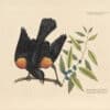 Catesby Pl. 13, The Red Winged Starling
