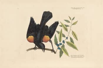 Catesby Pl. 13, The Red Winged Starling