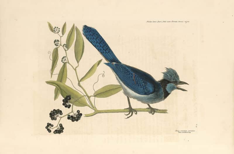 Catesby Pl. 15, The Crested Jay