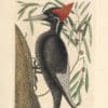 Catesby Pl. 16, The Largest White-billed Woodpecker