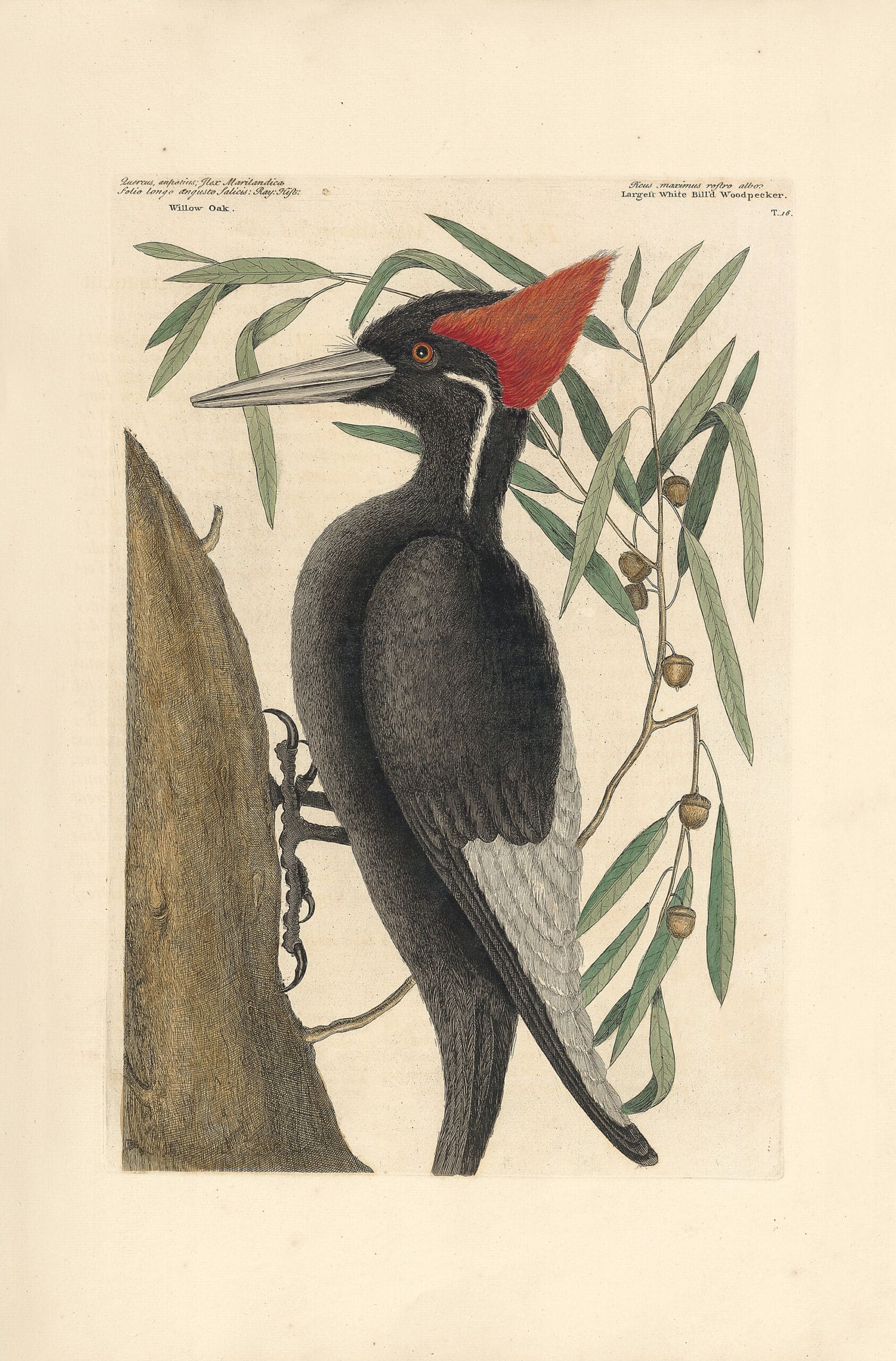Catesby Pl. 16, The Largest White-billed Woodpecker