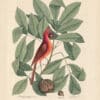 Catesby Pl. 38, The Red Bird