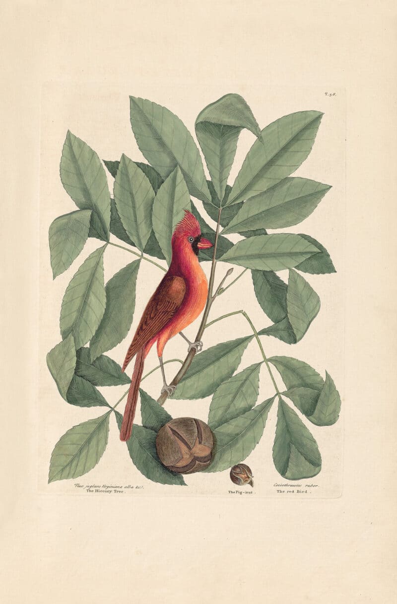 Catesby Pl. 38, The Red Bird
