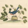 Catesby Pl. 47, The Blue Bird