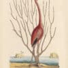 Catesby Pl. 73, The Flamingo