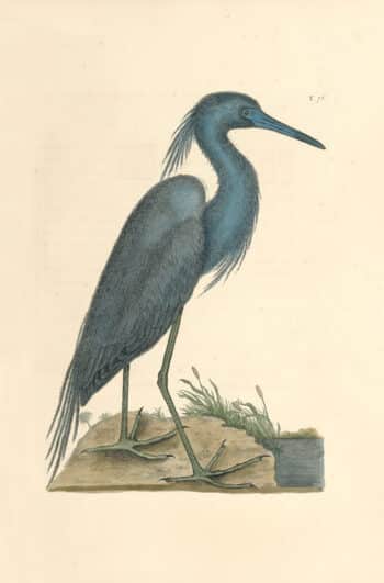 Catesby Pl. 76, The Blue Heron