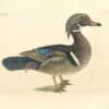 Catesby Pl. 97, The Summer Duck