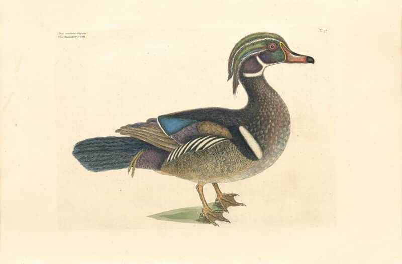 Catesby Pl. 97, The Summer Duck