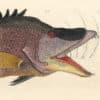 Catesby Pl. 15, The Great Hog Fish