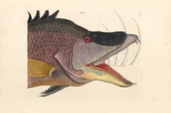 Catesby Pl. 15, The Great Hog Fish