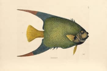 Catesby Pl. 31, The Angel Fish