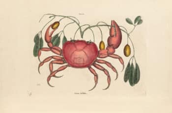 Catesby Pl. 32, The Land Crab