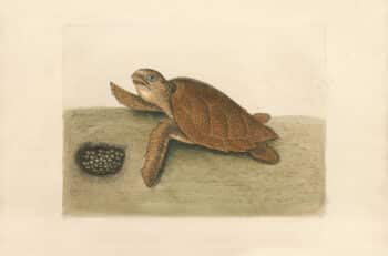 Catesby Pl. 39, The Hawks Bill Turtle