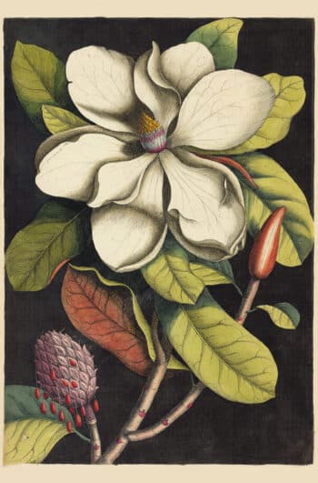 Catesby Pl. 61, The Laurel Tree of Carolina (Magnolia)