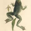 Catesby Pl. 72, The Bull Frog