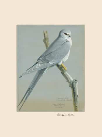 Fuertes Pl. 14, African swallow-tailed kite