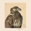 Fuertes Pl. 16, African Sea Eagle