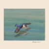 Fuertes Pl. 59, Pygmy kingfisher