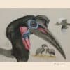 Fuertes Pl. 61, Abyssinian Ground Hornbill