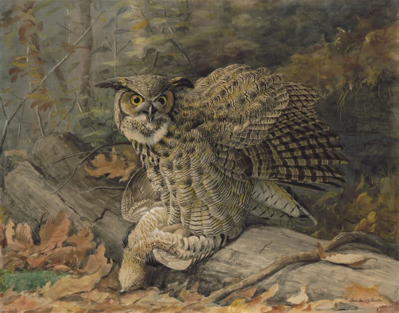 Fuertes Pl. X2, Great Horned Owl