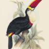Lear Pl. 3, Red-billed Toucan