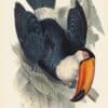 Lear Pl. 6, Toco Toucan