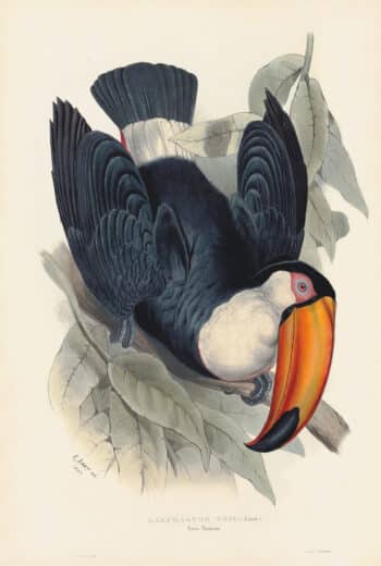 Lear Pl. 6, Toco Toucan