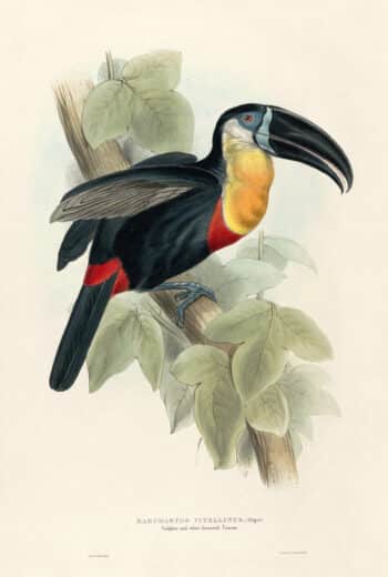 Lear Pl. 9, Sulphur-and-white-breasted Toucan