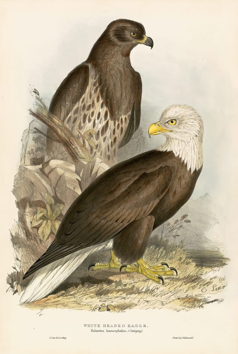 Lear Pl. 11, White Headed Eagle