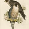Lear Pl. 21, Peregrine Falcon