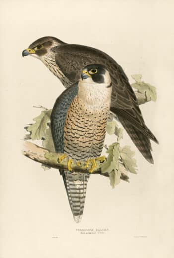 Lear Pl. 21, Peregrine Falcon