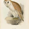 Lear Pl. 36, Barn Owl