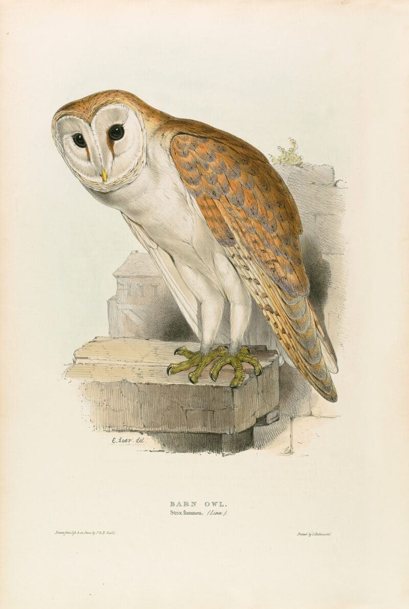 Lear Pl. 36, Barn Owl