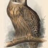 Lear Pl. 37, Eagle Owl