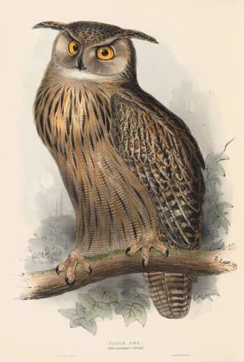 Lear Pl. 37, Eagle Owl