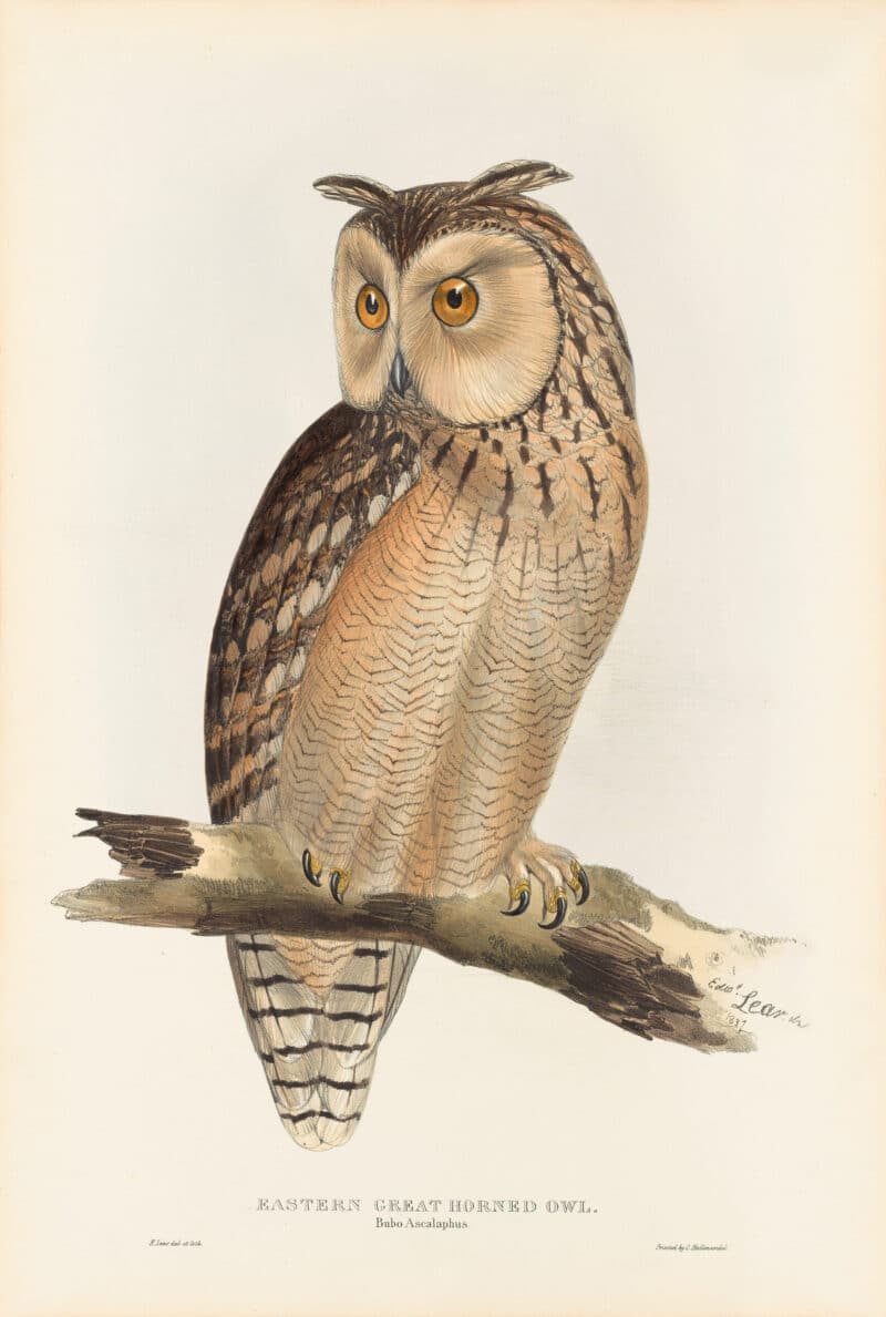 Lear Pl. 38, Eastern Great Horned Owl