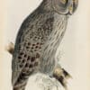 Lear Pl. 42, Great Cinereous Owl