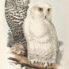 Lear Pl. 43, Snowy Owl