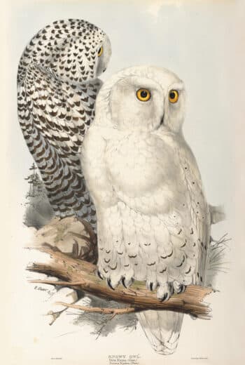 Lear Pl. 43, Snowy Owl