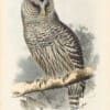 Lear Pl. 46, Barred Owl