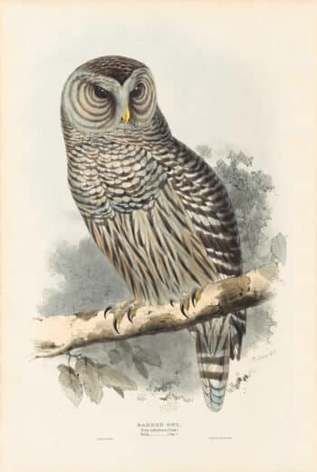 Lear Pl. 46, Barred Owl