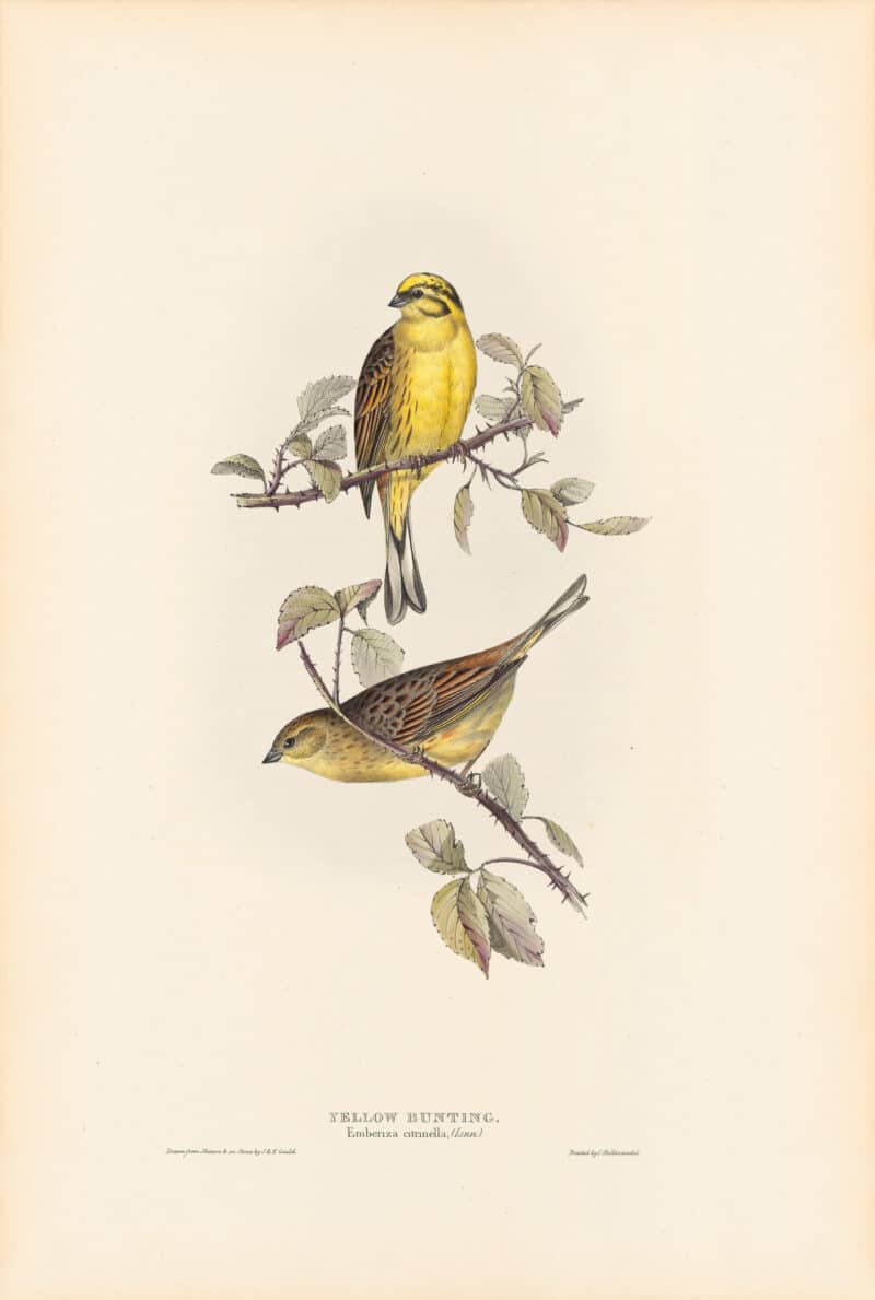 Lear Pl. 173, Yellow Bunting