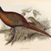 Lear Pl. 247, Common Pheasant