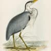 Lear Pl. 273, Common Heron