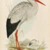 Lear Pl. 283, White Stork