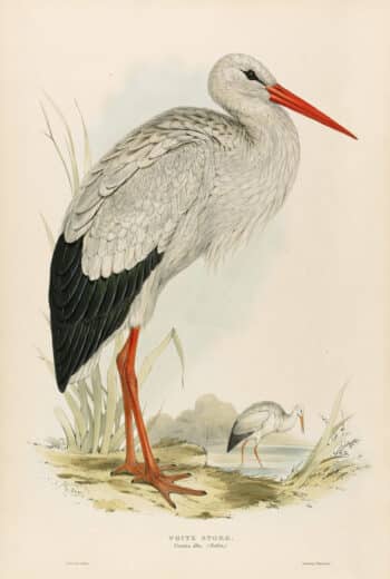 Lear Pl. 283, White Stork