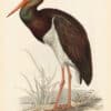 Lear Pl. 284, Black Stork