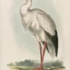 Lear Pl. 285, Maguari Stork