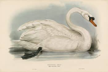 Lear Pl. 354, Domestic Swan
